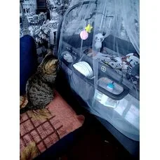 Детский манеж TOMIX Born Plus grey
